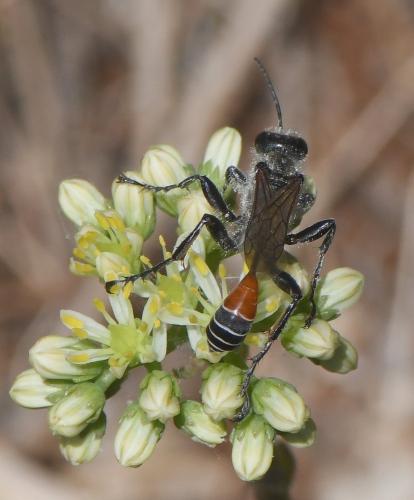 Prionyx kirbii